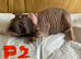 Lovely baby Guinea pigs