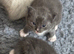 Ragdoll blue mitted kittens born 10/07/26