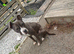 Blue staffordshire bull terrier cross