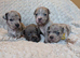 Merle Staffordshire bull terrier puppies