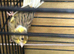 2 Canary's for sale