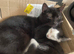 Cats for rehoming
