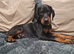 Last Female Dobermann pup ready now