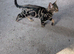 6 months Bengal kitten girl