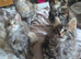 Beautiful Tica Maincoon Kittens