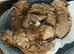 Cavapoochon puppy