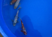 Koi x goldfish/ shabunkin
