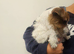 Jack Russel