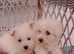 Westiepoo puppies