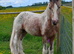 14hh apoloosa cob gelding