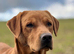 **Fox Red Labrador for Stud**