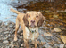 Handsome working Cocker Spaniel