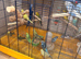 Budgies