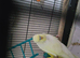 Male budgie