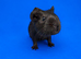 Dalmatian/roan guinea pig sow