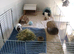 Needing to rehome YOUR guinea pigs?