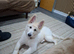 White German shepherd puppy