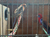 Pennant parrots