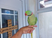Tamed Alexanderian taking Parrot