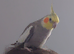 Hand tame male cockatiel