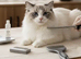 Cat Grooming - Ragdoll Specialist