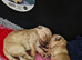 TOY POODLE PUPPIES LOOKING FOR THEIR FOREVER HOMES