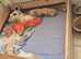Working springer spaniels