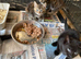 Lovley kittens