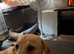 Yellow Labrador 8 months
