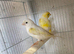 Proven pair of yellow Diamorpic canary&rsquo;s