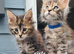 Pedigree tica mainecoon tortie kitten