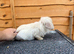 2 Does for Sale 13 Weeks Old