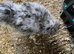 Chickens for sale