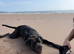Cane corso 2 year old
