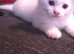 2 beautiful male white kittens