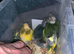 Baby&rsquo;s being hand reared