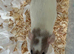 Baby dumbo rats for sale
