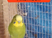 2 pairs of Adult Budgies