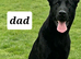 Belgian Shepherd Male Pup for Sale