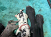 Daniff Puppies. Great Dane x Mastiff