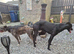 Lurcher pup for new home