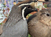 Pair of Californian Quails