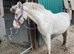 Lovely gelding to make 14'2hh