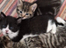 Beautiful kittens