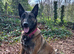 Male Dutch shepherd puppy