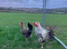 Breeding pair of cream legbars