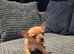 Jackawawa Boy 7 weeks old