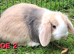 Mini Lop Rabbits **ready to leave 12th May**