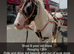 8 year old mare
