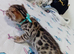5 male stunning pure breed bengal kits